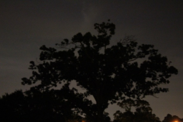 Spooky tree in the moonlit sky.