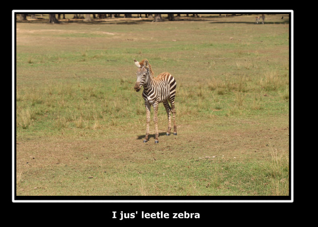 baby zebra.
